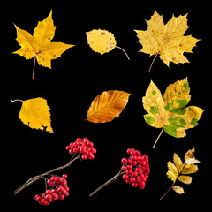Collection of autumn leaves isolated on black background