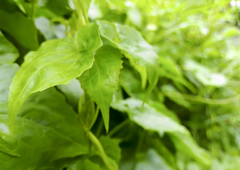 Blurred green leaf morning in the garden.
