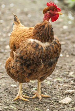 France, Gironde, Graves region, hen