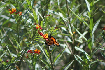 butterfly on flower