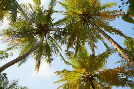 Coconut palm trees perspective view on exotical tropical island © artiemedvedev