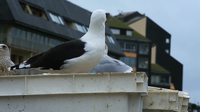Gulls eating rests of St James shell in the harbour at Courseulles sur Mer.