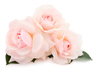 Fototapeta na wymiar Pink roses flowers.