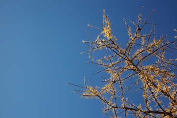 Autumn larch against blue sky.
