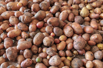 Potato harvest in the cellar as a background