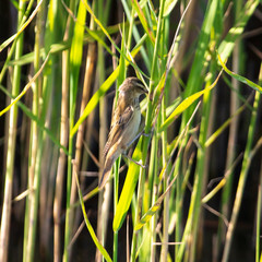 The bird lives on the reeds in nature
