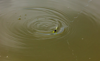 Float for fishing on the surface of the water in the pond