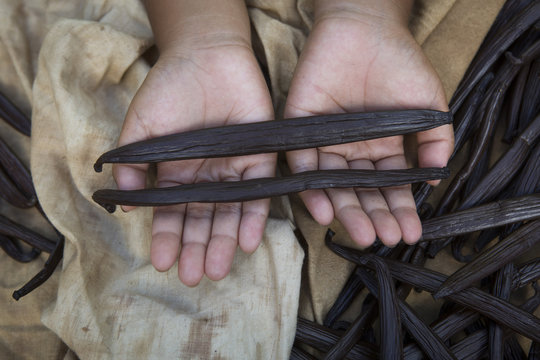 Child showing in his hands vanilla beans in the Vanilla Valley, Tahaa, Leeward Islands, Society Islands, French Polynesia
