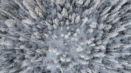 Snowy pine tree explosion!