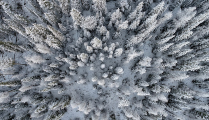 Snowy pine tree explosion!
