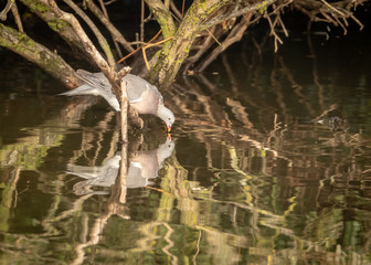 Woodpigeon, Columba palumbus in Hainault forrest country park, England UK perched on a tree above lake, drinking water
