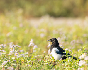 Magpie,Pica Pica, standing on grassy ground in Hainault Forest country park in England, UK