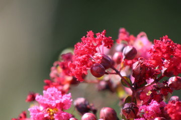 Fototapeta premium pink flowers
