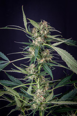plant of marihuana inflorescence, on black background, Cannabis indica