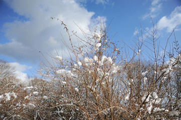 Beautiful landscape with tree branches covered with snow. Background with white clouds and deep blue sky. Shizuoka Prefecture, Japan. Winter of February 2011.
