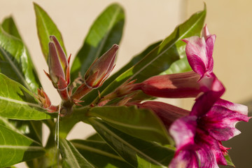 Flower adenium obesum blooms.