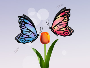 butterflies on tulip flower