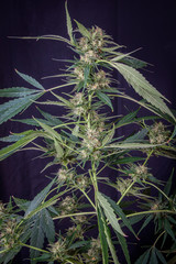 plant of marihuana inflorescence, on black background, Cannabis indica