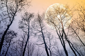 Bare trees in evening with full moon. Nature background.