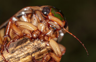 Portrait of a large cockroach in nature