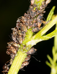 Ants and aphids on the plant.