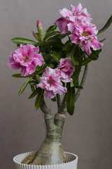 Flower adenium obesum blooms.