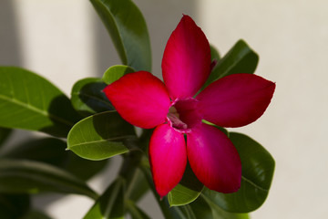 Flower adenium obesum blooms.