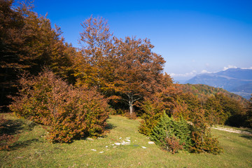 Fototapeta premium Foliage nel parco del Monte Cucco in Umbria