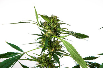 plant of marihuana inflorescence, on white background, Cannabis indica