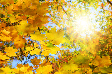 Yellow autumn maple leaves isolated on sunny background.
