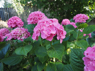 pink hortensia (Hydrangea) flower