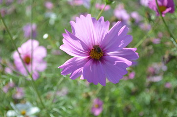 Pink Flower in Garden