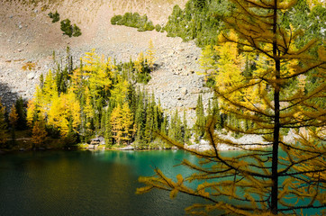 秋のカナディアンロッキー　レイク・アグネス湖畔の黄葉　レイク・ルイーズ周辺（バンフ国立公園　カナダ・アルバータ州）