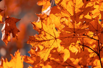 Fototapeta na wymiar Leaves on a tree in autumn as a background