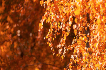 Obraz na płótnie Canvas Red leaves on birch trees in autumn