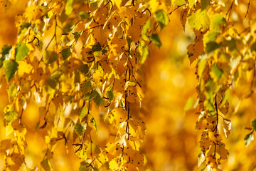 Fototapeta premium Leaves on a tree in autumn as a background