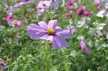 Fototapeta premium Pink Flower in Garden