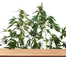 plant of marihuana inflorescence, on white background, Cannabis indica