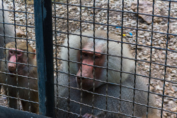 Macaca fuscata at the zoo