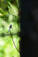 White-tailed skimmer is a common dragonfly in Japan.