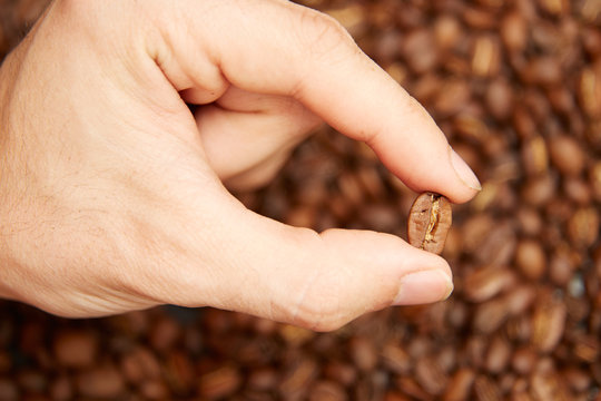 Barista checks coffee beans