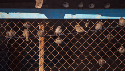 A flock of sparrows sitting on a barn