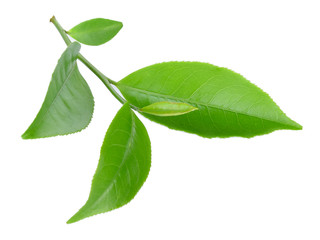 green tea leaf isolated on white background