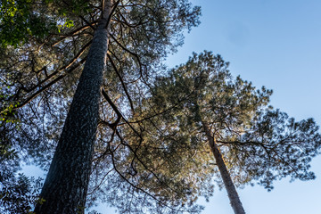 Fototapeta premium Trees reaching the sky 