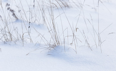Fototapeta na wymiar Dry grass in snow in winter as background
