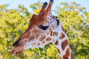 A portrait of Giraffe with a Long neck