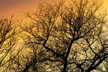 Naked branches on a tree against a sunset sun