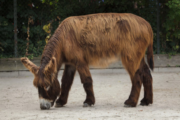 Poitou donkey (Equus asinus asinus)