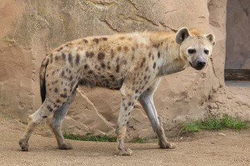 Spotted hyena (Crocuta crocuta)