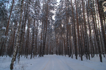 Snow road in the forest in winter